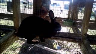 New Zealand Rabbits  Proper feeding and care