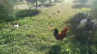 La caseta del pollo. Un retiro para nuestros &quot;violadores&quot;