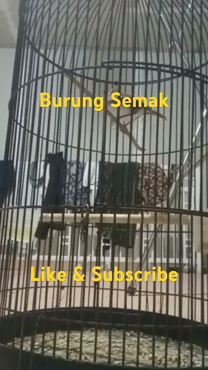 Suara Pelanduk  Semak Gacor_Pancingan tak gagal