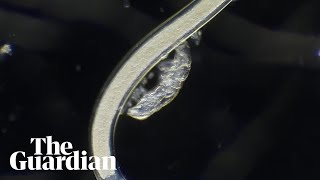 Stunning microscopic worlds captured in video competition