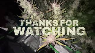 Seed to Harvest - Growers Choice & FastBuds 420 | Trichome Maturity/48 Hrs of Darkness-Part 40 #420