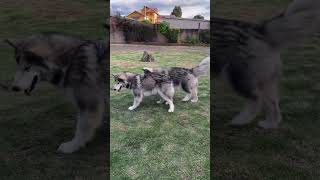 Alaskan  Malamute los mejores ejemplares