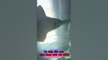 cá mập đầu cưa như đang cười với mình