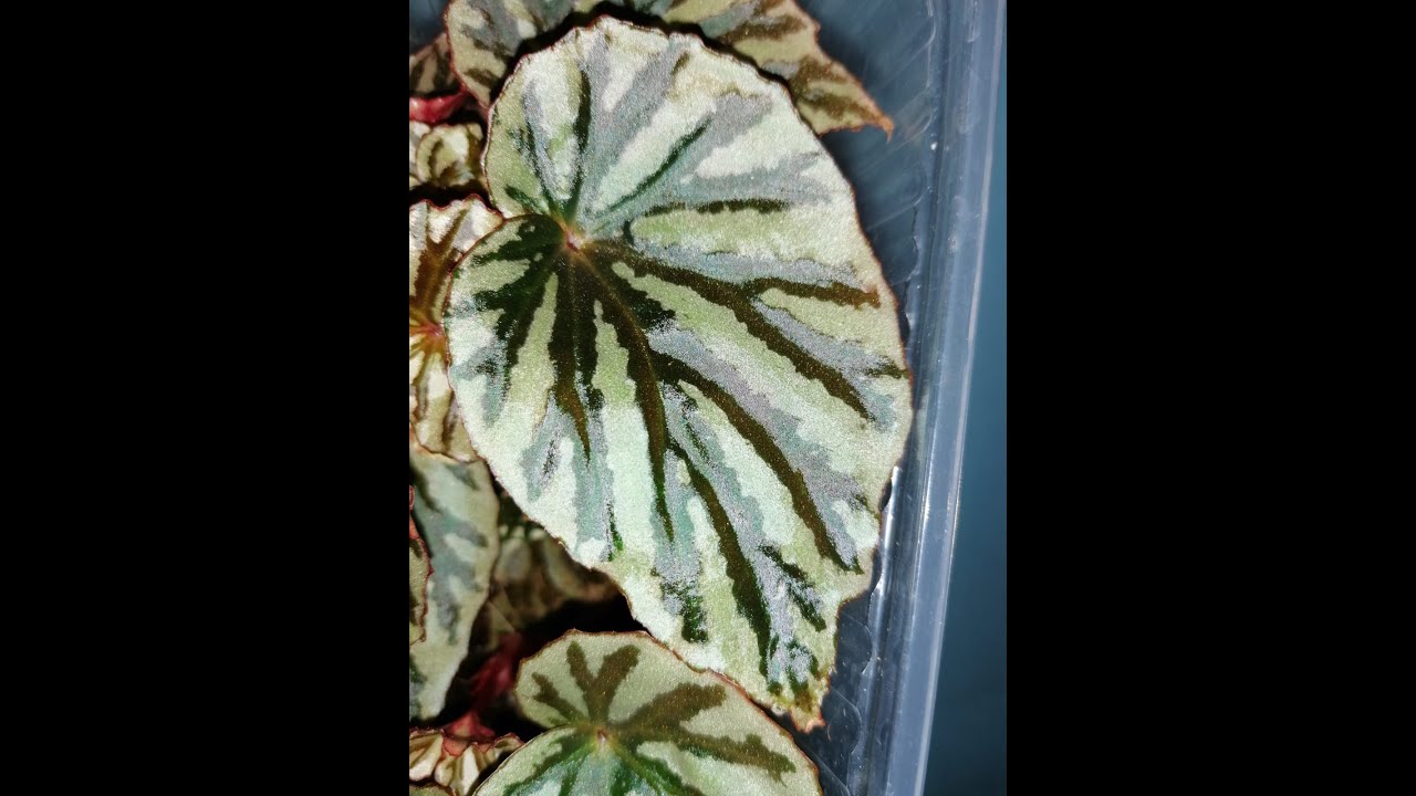 Обзор от BegoniaCollection: Бегония Irian Jaya