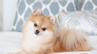 The smallest dogs in size part 2 | ACCORDING To AI #happiness1111 #viral #trending