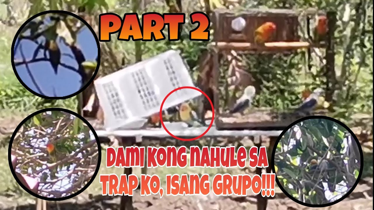 PART 2. ANIM NA AFRICAN LOVEBIRDS SA ISANG ARAW!!!. #EP20