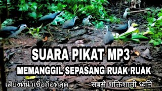 Download Suarapikat Ruak Ruak Paling Ampuh Suara Memanggil Sepasang Ruak Ruak Di Jamin Am Video MP3 Suarapikat Ruak Ruak Paling Ampuh Suara Memanggil Sepasang Ruak Ruak Di Jamin Am