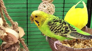 happy budgie sounds