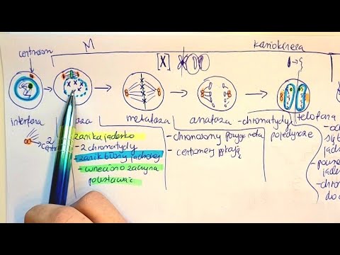 Wideo: Co oznacza chromatyda?