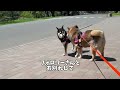 期待させるな！柴犬の飼い主への不満が止まらない・・・