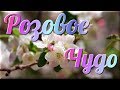 🌸Розовое чудо Яблони цветут🌸