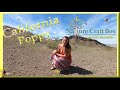 California Poppy Tincture and Remedies ~ HomeSkoolie