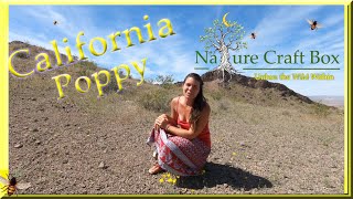 California poppy tincture and remedies ~ homeskoolie