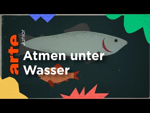 Video: Können Fische Wasser sehen?