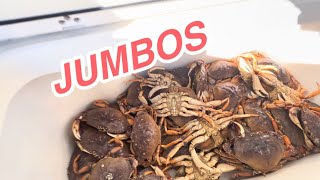 🦀 JUMBOS Dungeness Crabs Outside The Golden Gate Bridge  - Crabbing Season 2023-2024 - IM BACK !