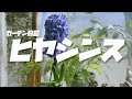 【ヒヤシンス水耕栽培】120日成長観察！全記録！ガーデニング初心者 庭づくり