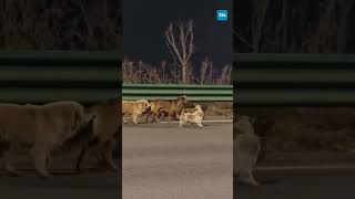 Kaçırılan 7 Köpek Birlik Oldu 17 Kilometrelik Yolu Yürüyüp Evlerine Döndüler