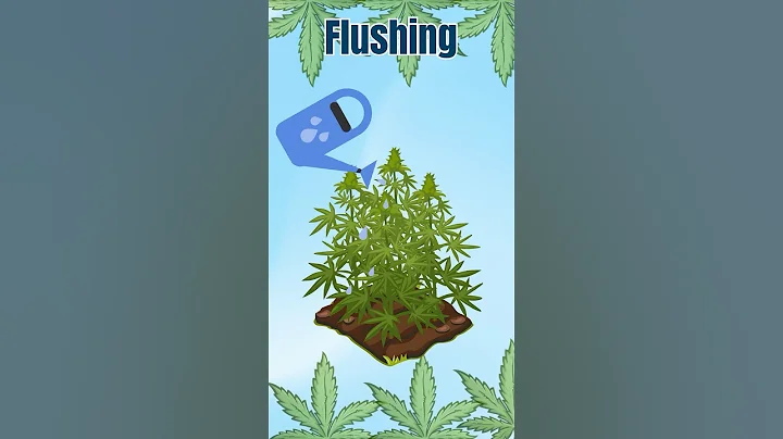Why Flushing Cannabis Plants Is Important - Beginners Guide 💧