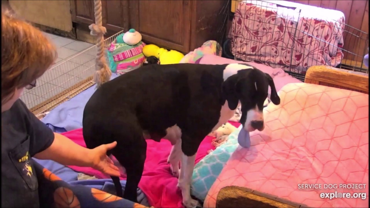 Sizzle trying to bury her toy for safe keeping ) YouTube