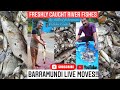 Chonok ( Barramundi) Live Moves!!