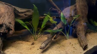 SETTING UP A DRIFTWOOD BLACKWATER COMMUNITY FISH TANK FOR SUPER CHEAP! by Adam Ryan 936 views 4 months ago 15 minutes