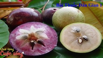 Lợi ích bất ngờ của quả vú sữa và Công Dụng chữa bệnh tuyệt vời của Quả vú sũa - QUà tặng cuộc sống