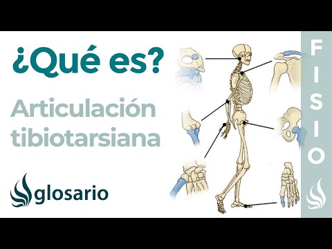 Articulación TIBIOTARSIANA | Qué es, ubicación, tipo de articulación, movimientos y lesiones