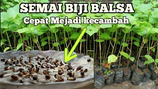 Cara Semai Biji Balsa Dengan Cepat
