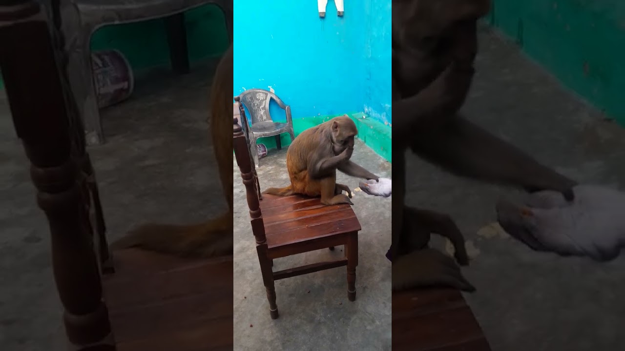 #🐒MONKEY #trending #youtube #shorts #video #funny #monkeycomedy #🐒