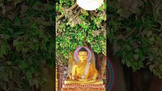 shortvideo picsart supprtme funny buddha