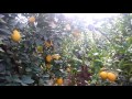 Тепличной лимон Узбекистан