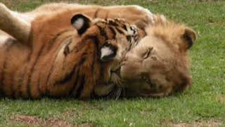 Tiger VS Lion - Lion VS Tiger At The End They Are Friends Forever