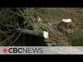 Teen arrested after British landmark tree &#39;deliberately felled&#39;