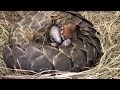 A Strong Mommy Pangolin Giving Birth