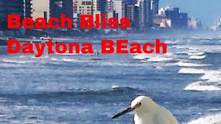The Sight and Sounds of Daytona Beach Bliss