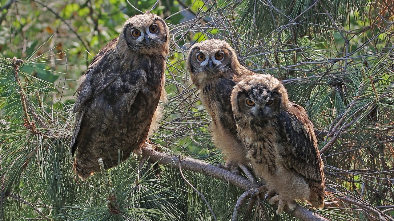 아기 수리부엉이 Baby Eagle Owl - 4K