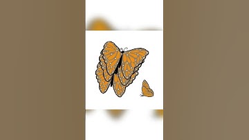 How to draw a Butterfly Animation? @nirvanaleela