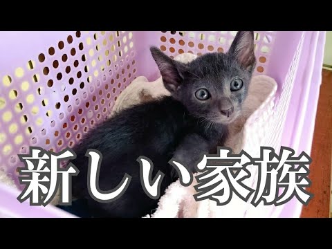 子猫がウチにやってきた　Kitten came to my home