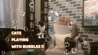 How cat reacts to soap bubbles | Cats vs Bubbles | My Kitti Cats