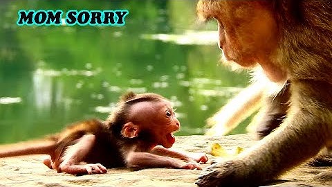 Baby monkey worried mom gonna leave her 
