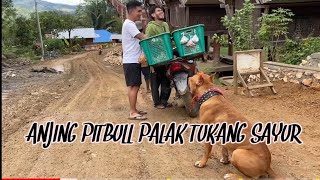 ANJING PITBULL PALAK PENJUAL SAYUR | BELI SAYUR GAK BAYAR