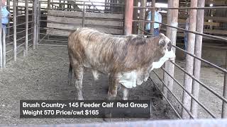 Brush Country Steer 5