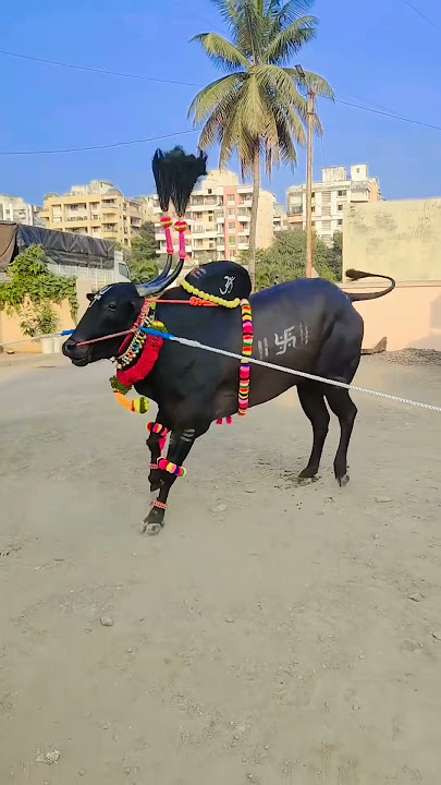 🔥Surya bail pola video #pola #viral #trending #oxen #bail #kisan #youtubeshorts #shorts