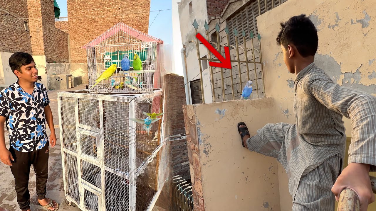 New Cage Or Parrots Agai 😍 Ak Parrot Udd Gia Wapsi Pakar Lea 🥳