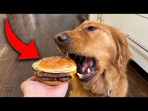 My Dogs Try the Entire McDonald’s Menu!