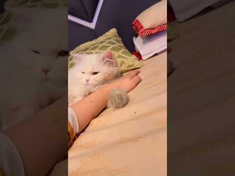 Ma sha Allah. Adorable cats 😺 #kitty #cat #kitten #youtubeshorts #cute #catkittenanimal #catlover