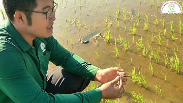 Kỹ Thuật Phục Hồi Ruộng Lúa Bị Ngộ Độc Phèn Cùng Nhà Máy Sản Xuất Phân Bón Trường Xuân Nhé!