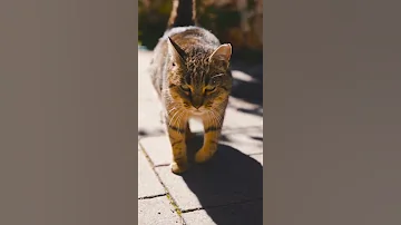Почему кот приносит мышей хозяину