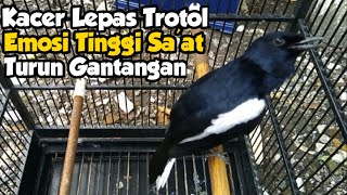 Kacer Lepas Trotol Emosi Tinggi Bongkar Isian Setelah Turun Lomba #JAGUAR 10 BULAN