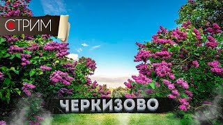 Черкизово, Сиреневый сад - СТРИМ